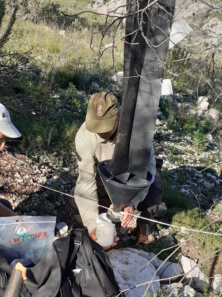 AMGVA's tweet photo. ¿Sabies què Els Agents Mediambientals en breu realitzarem la *prospecció fitosanitària de les muntanyes de la CV?

🌲🌳🍂🌿🚔👮🏻‍♀️👮🏻‍♂️ https://t.co/Zew6Z8huyP