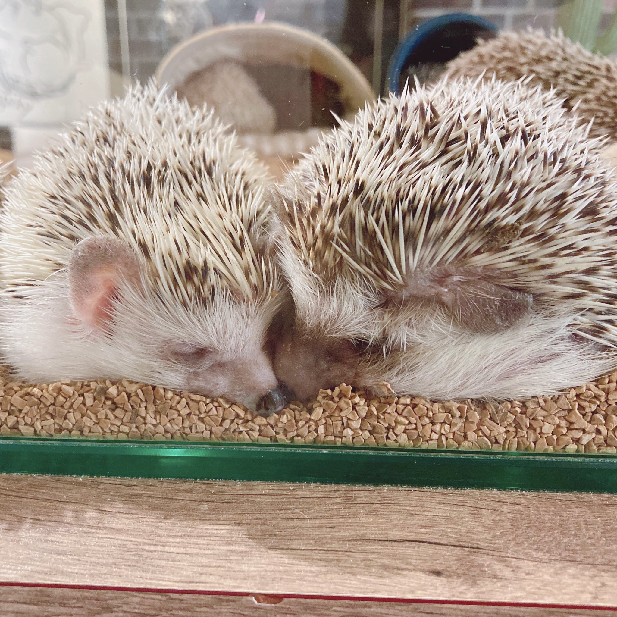 ハリネズミカフェ 原宿駅前店 お顔をぴとっと なかよしちゃんズ 03 3404 1180 ハリネズミ ハリネズミカフェ ハリネズミカフェharry Harry Hedgehog Hedgehogcafe 動物カフェ エキゾチックアニマル 原宿 Harajuku 刺猬 고슴도치