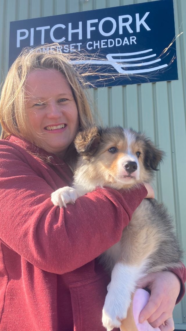 trethowanbros's tweet photo. #marchmeetthemaker2022 'sneak peak' today at our newest honorary dairy member Haze, who was brought in to the dairy by the wonderful Nikki, our dairy office manager.

We'd also like to wish everybody a happy St. Patrick's day today!

#dairybehindthescenes https://t.co/Kujr3zG1Rm