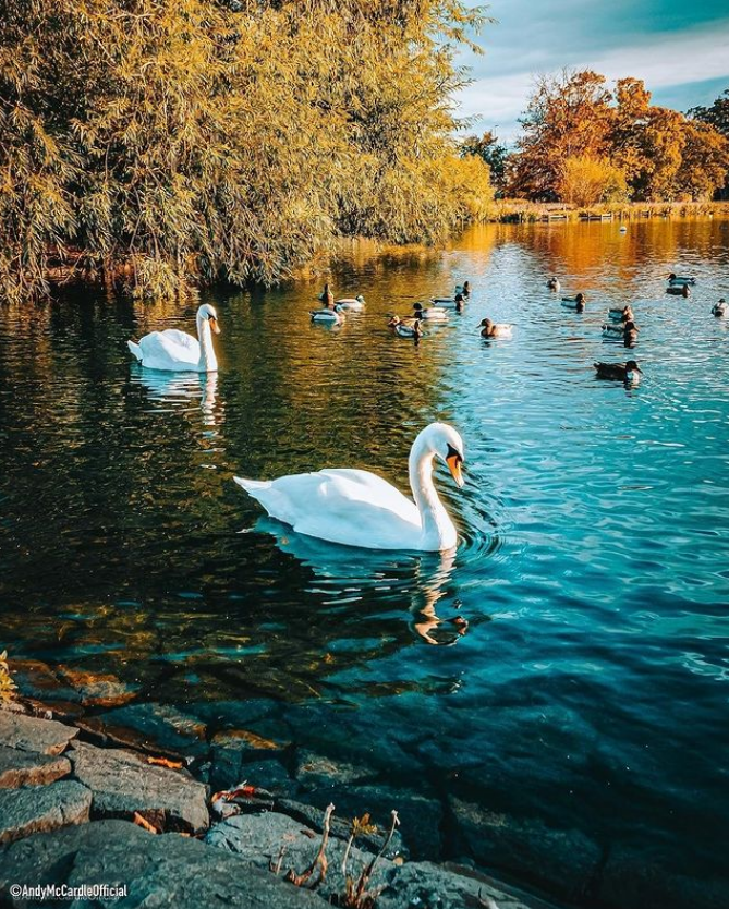 Spring has definitely sprung here in Middlesbrough, with this gloriously sunny photo captured of Albert Park 🦢

Credit 📸: Andrew McCardle Photography

Discover Middlesbrough's parks and outdoor activities, by visiting our handy guide ⬇️

wearemiddlesbrough.com/things-to-do/s…