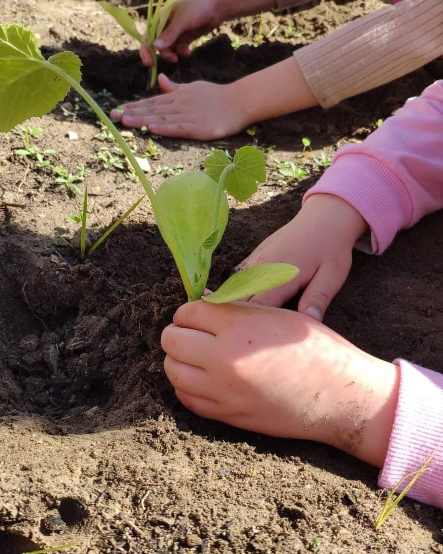 CadizCoordina's tweet photo. El maestro Dani, del  #CEIPLaInmaculada, recogió las plantas del programa de Huertos Escolares y el alumnado se puso manos a la obra plantando y haciendo los carteles.

🌱 Tierra + 🌿 Plantas + 🔝 inglés = ❤️❤️❤️ Niños y Niñas aprendiendo felices.

#YoElijoLaPública https://t.co/ePY4jwJm0u