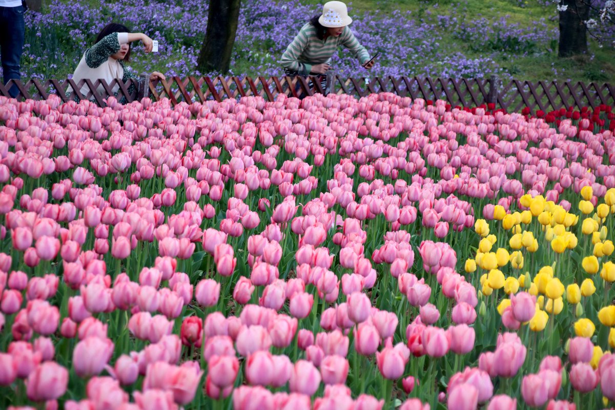 ThisisSuzhou's tweet photo. #Spring in Shangfang Mountain National Forest Park is heralded by varieties of tulip flowers coming into full bloom.🌷🌷 What a view! [Photo/IC] #SpringInSuzhou https://t.co/ItYcLWx9Vh