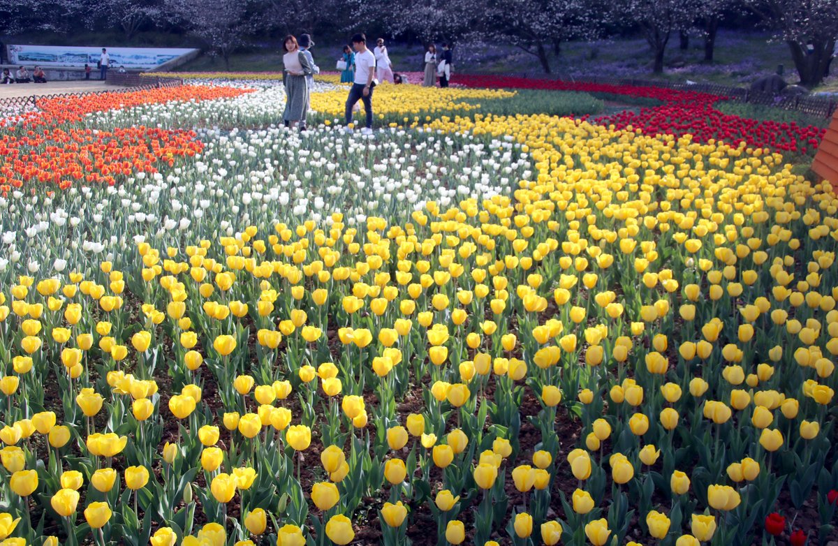 ThisisSuzhou's tweet photo. #Spring in Shangfang Mountain National Forest Park is heralded by varieties of tulip flowers coming into full bloom.🌷🌷 What a view! [Photo/IC] #SpringInSuzhou https://t.co/ItYcLWx9Vh
