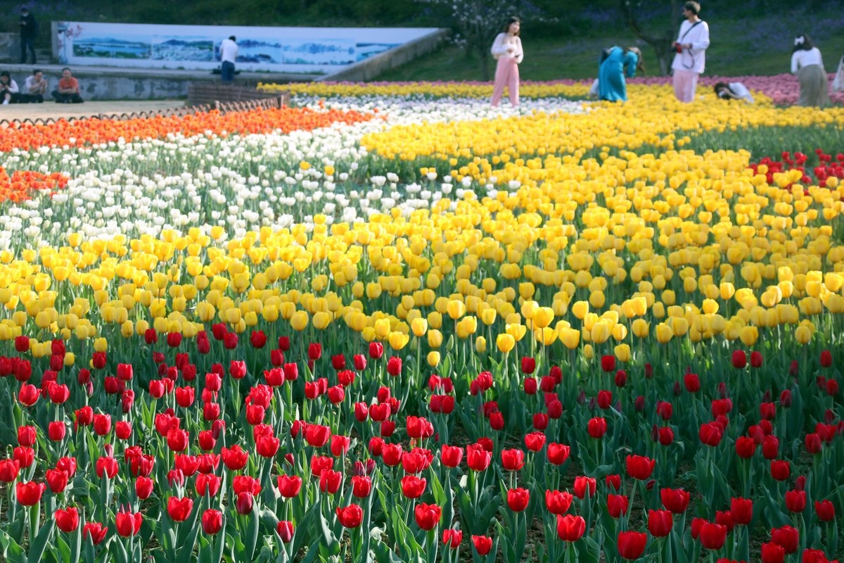 ThisisSuzhou's tweet photo. #Spring in Shangfang Mountain National Forest Park is heralded by varieties of tulip flowers coming into full bloom.🌷🌷 What a view! [Photo/IC] #SpringInSuzhou https://t.co/ItYcLWx9Vh