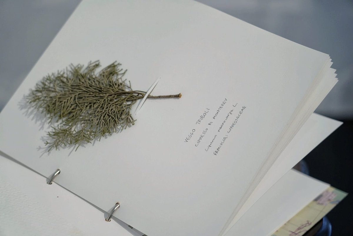 MuseoNovecento's tweet photo. Domani aprono #FilippodePisis. L’illusione della superficialità, #GiulioPaolini. Quando è il presente? e #LucaVitone. D’après (De Pisis – Paolini): 3 mostre, 3 artisti, 3 generazioni a confronto in un gioco di incastri fatto di coincidenze iconografiche e strategie concettuali. https://t.co/0NJX9bs7WE