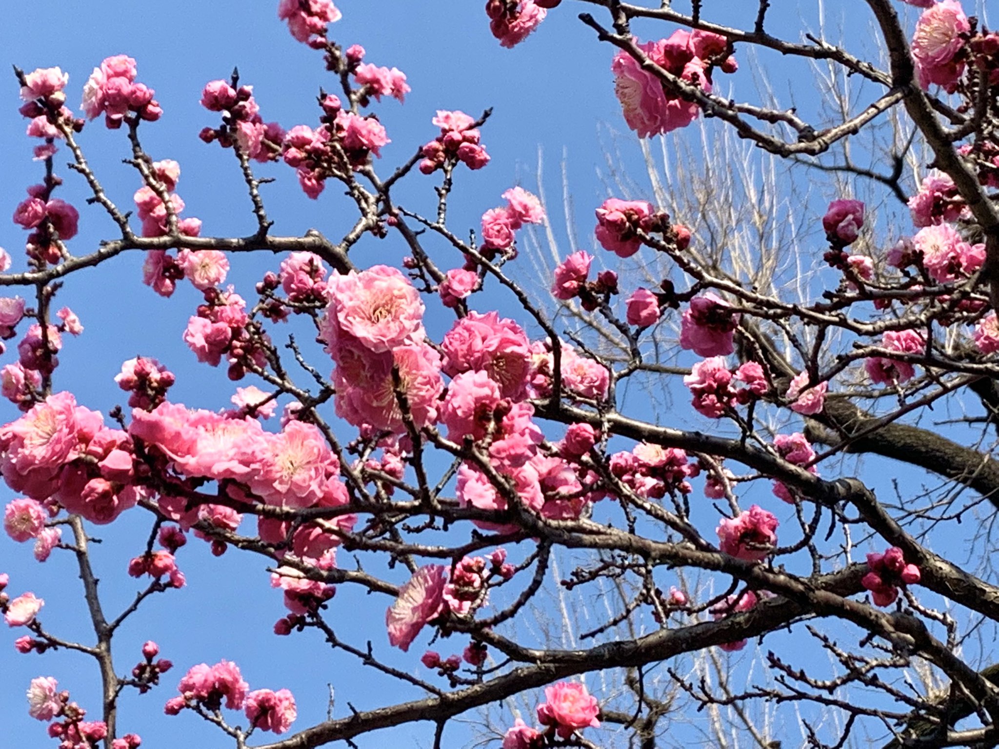 河野真有美 紅梅の花言葉 優美 艶やか また梅の別名は 風待草 香散見草 カザミグサ Etc いい香りが漂ってきそうな 花の写真 梅 羽根木公園 T Co Uzenbhhftd Twitter