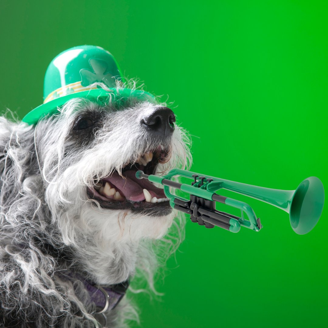 thepTrumpet's tweet photo. 🍀 Happy St Patrick's Day!! 🍀 We know the pups can't actually pay a pTrumpet but we're celebrating our friends over in Ireland and we may have gotten a little overexcited 💚

#pTrumpet #stpatricksday #musicaldogs https://t.co/E542Ei8xvX