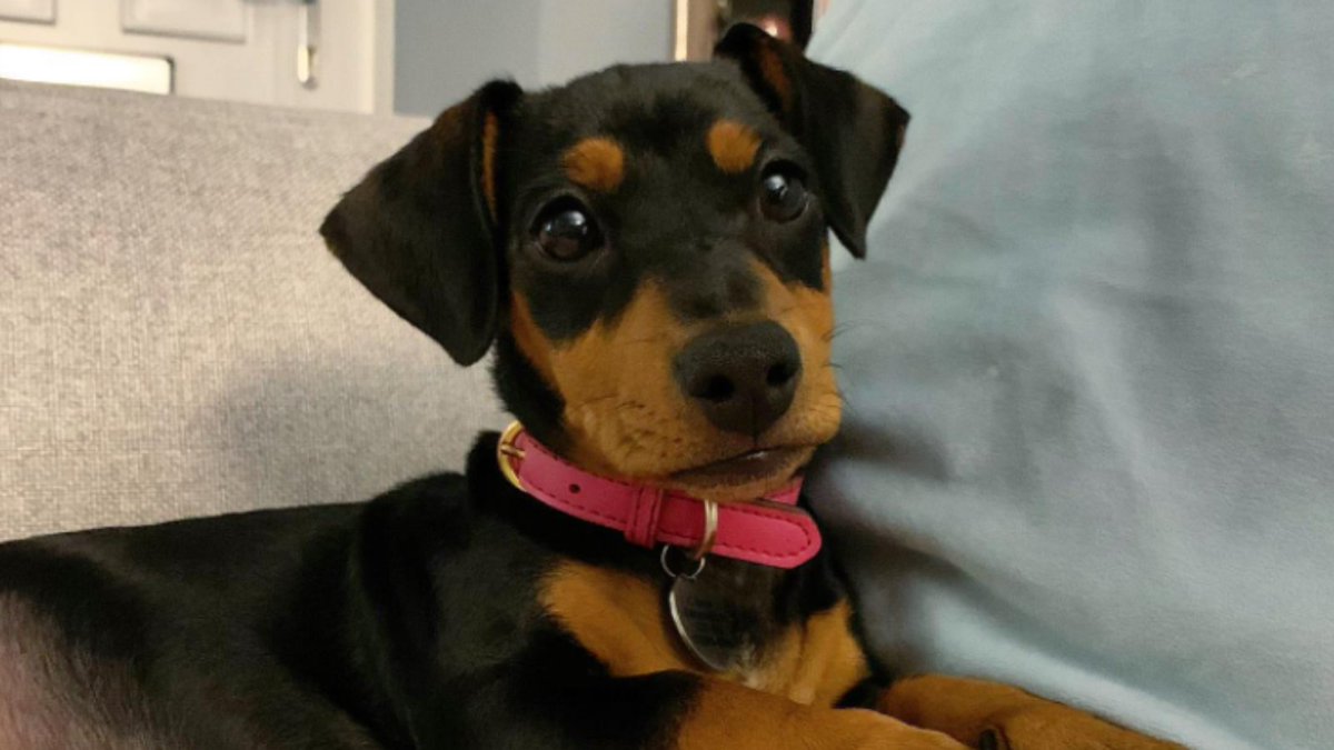 GetMyAudience's tweet photo. National Puppy Day! 🐩🐕‍🦺🐶🐕

This is a paw-some day for all dog enthusiasts to show off their precious pooches. 

We would love to see them, drop your pictures in the comments!

#nationalpuppyday #dogsofinstagram #puppies https://t.co/5lRaUDM8ca