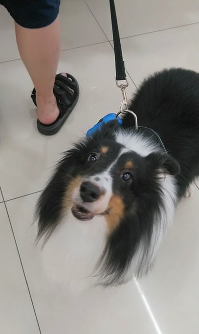 ワイに興味津々のシェルティくん🐶 