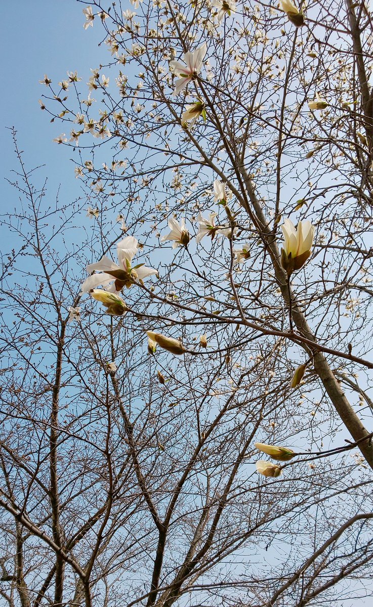 昨年と1日違いで、水上公園へ行ったンだね🤣~
#ハクモクレン
#コブシ
#満開 🤍