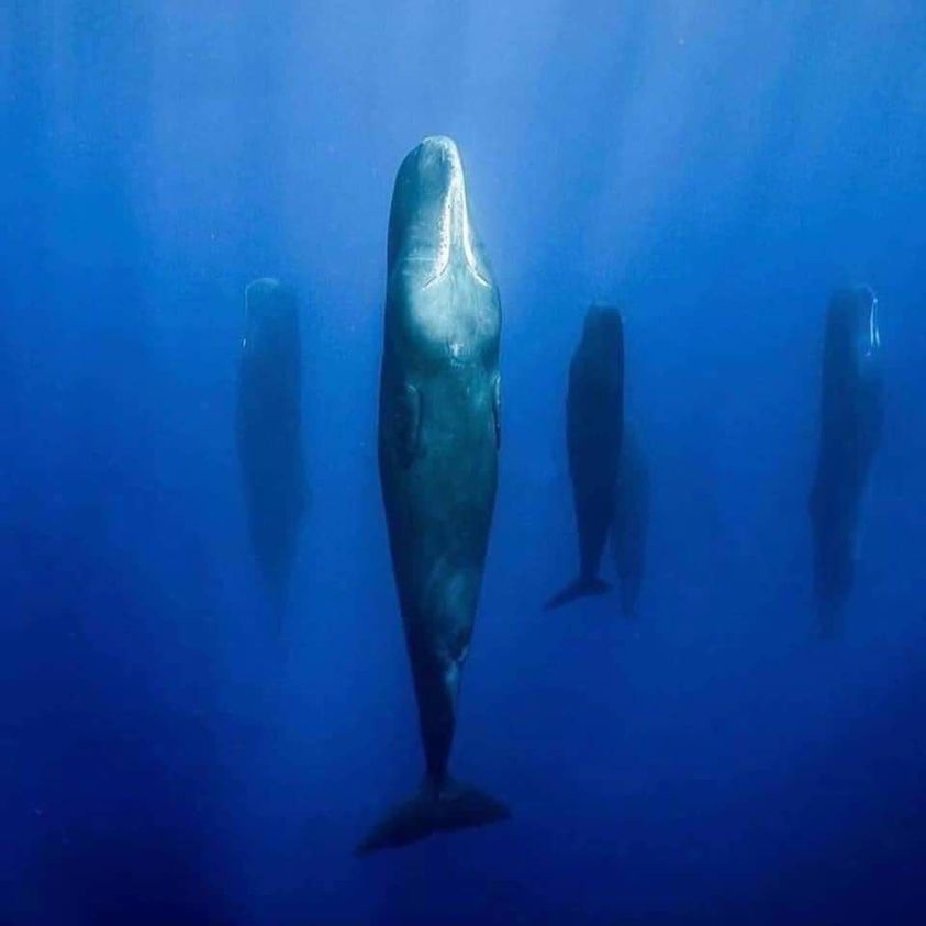 Max Media Virus Ds クジラは哺乳類だから寝るかと思ったら 魚も寝るんですね マグロは泳ぎながら寝ています なぜなら マグロはいつも泳いでいないと死んでしまうからなのです T Co Vwkpaatkxl Twitter