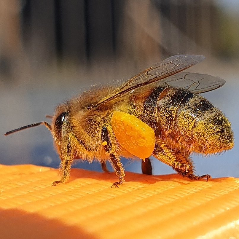 pimlemmers's tweet photo. Op de zondagen in maart een overzicht van mijn mooiste foto's van de honingbij. Vandaag alvast een voorproefje! #bijen #bees #honeybees #honingbijen #pollinators #Heemstede https://t.co/GC9sJEmCQq