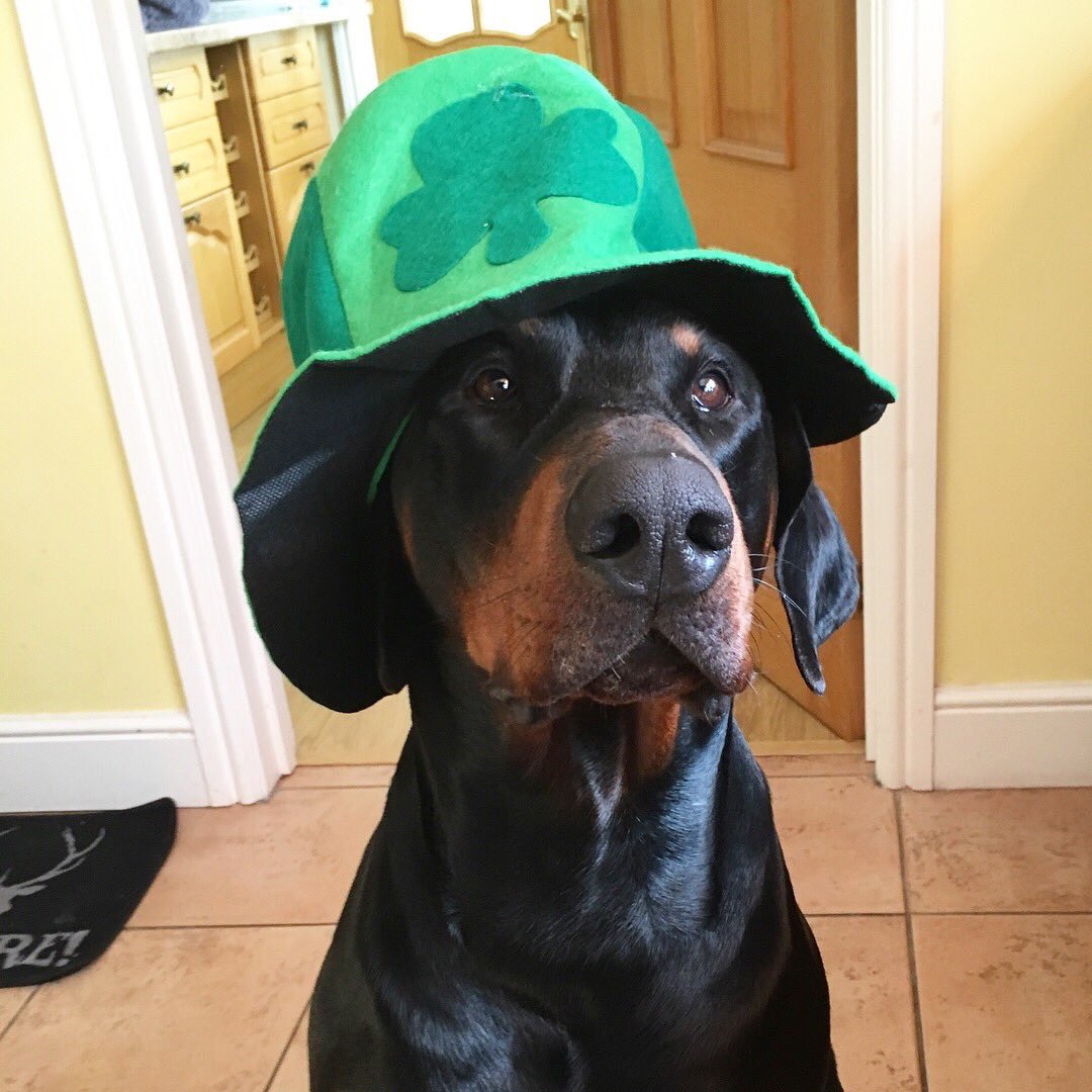KaiserDoberman's tweet photo. Happy #StPatricksDay look at this eejit 👇🐶☘️ https://t.co/D8eSMwEG9T