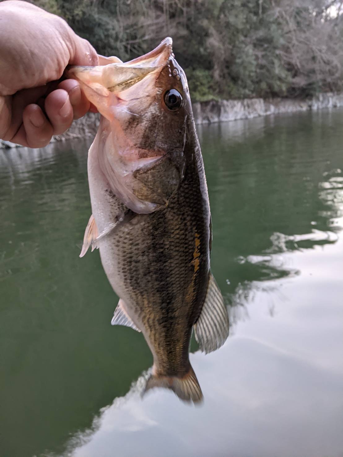 釣船小川亭 相模湖 本日の釣果情報 ブラックバス ４４cm ４尾 Nice Fish Multi Hits ジグヘッドリグで 釣果情報詳細はhpで 皆さま １日お疲れ様でした 相模湖 小川亭 ブラックバス バス釣り T Co Yhknocmn15