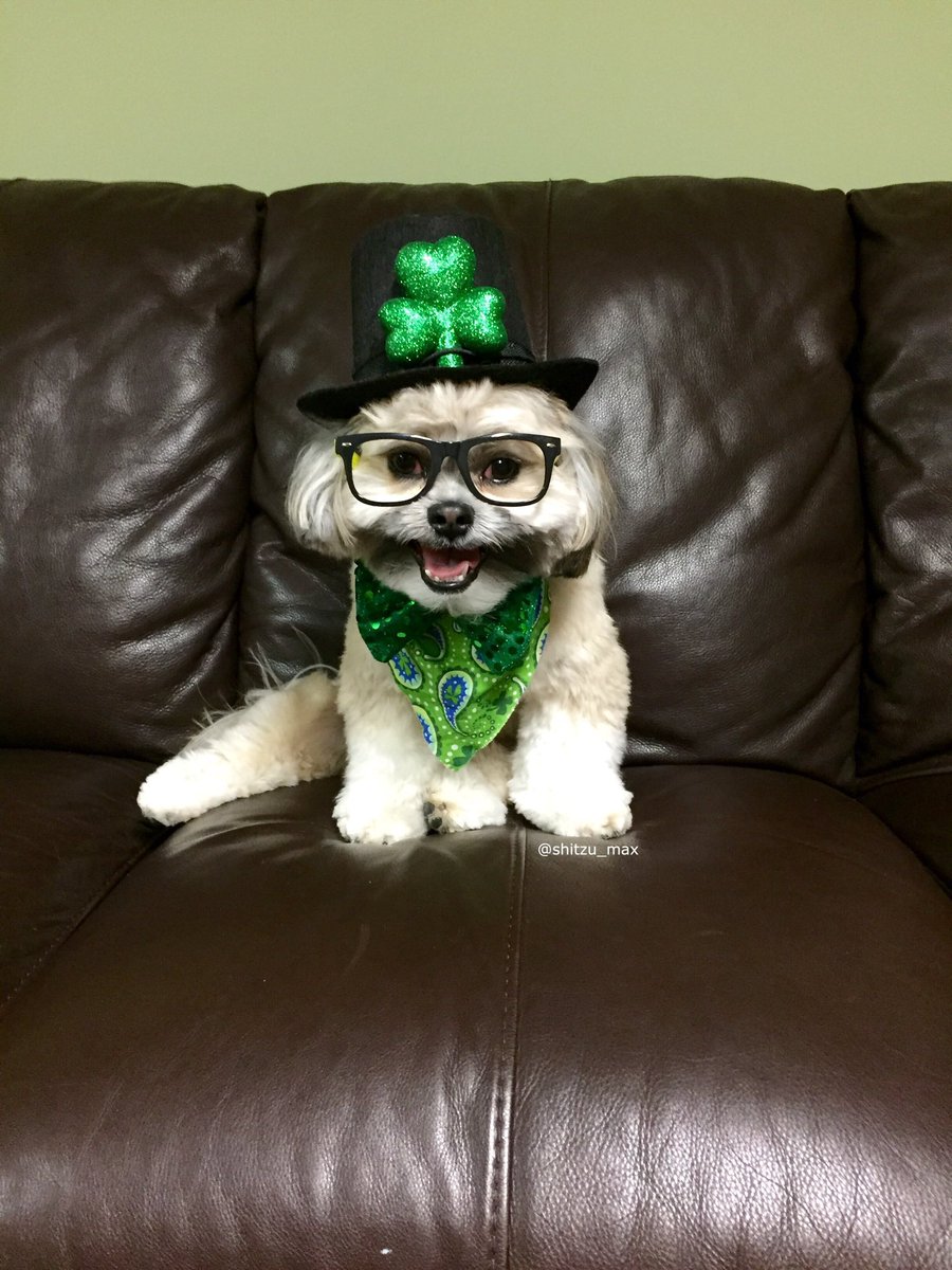 shihtzu_max's tweet photo. Happy #StPatricksDay  #StPaddysDay #luckoftheirish #6abcaction @6abc @PetSmart @Petco @FOX29WFLX https://t.co/Eos5t3Zjvk