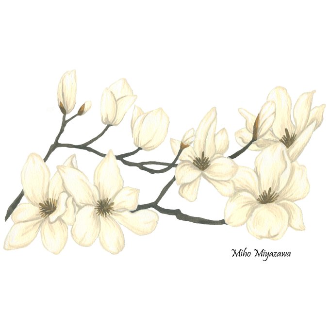 木蓮の花のtwitterイラスト検索結果 木蓮の花のtwitterイラスト検索結果