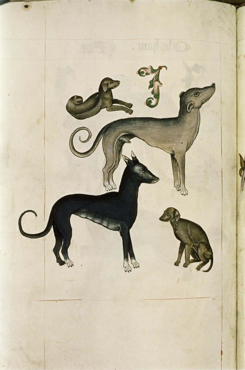 medieval_dogs's tweet photo. A collection of dogs in the 16th-century Tudor Pattern Book (@bodleianlibs MS. Ashmole 1504, fol. 34v) https://t.co/6qXQ2RcZXj