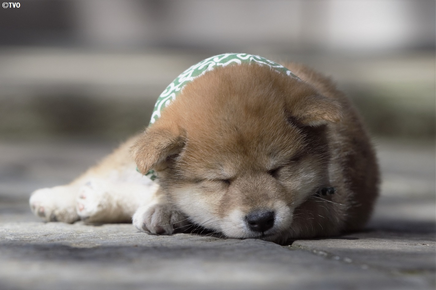 豆助 Mamesuke 公式 お昼寝中の豆助 １３代目豆助 T Co Qxoc2cisg2 柴犬 豆柴 豆助 Mamesuke Puppy 豆助んち T Co It7akcnbtm Twitter