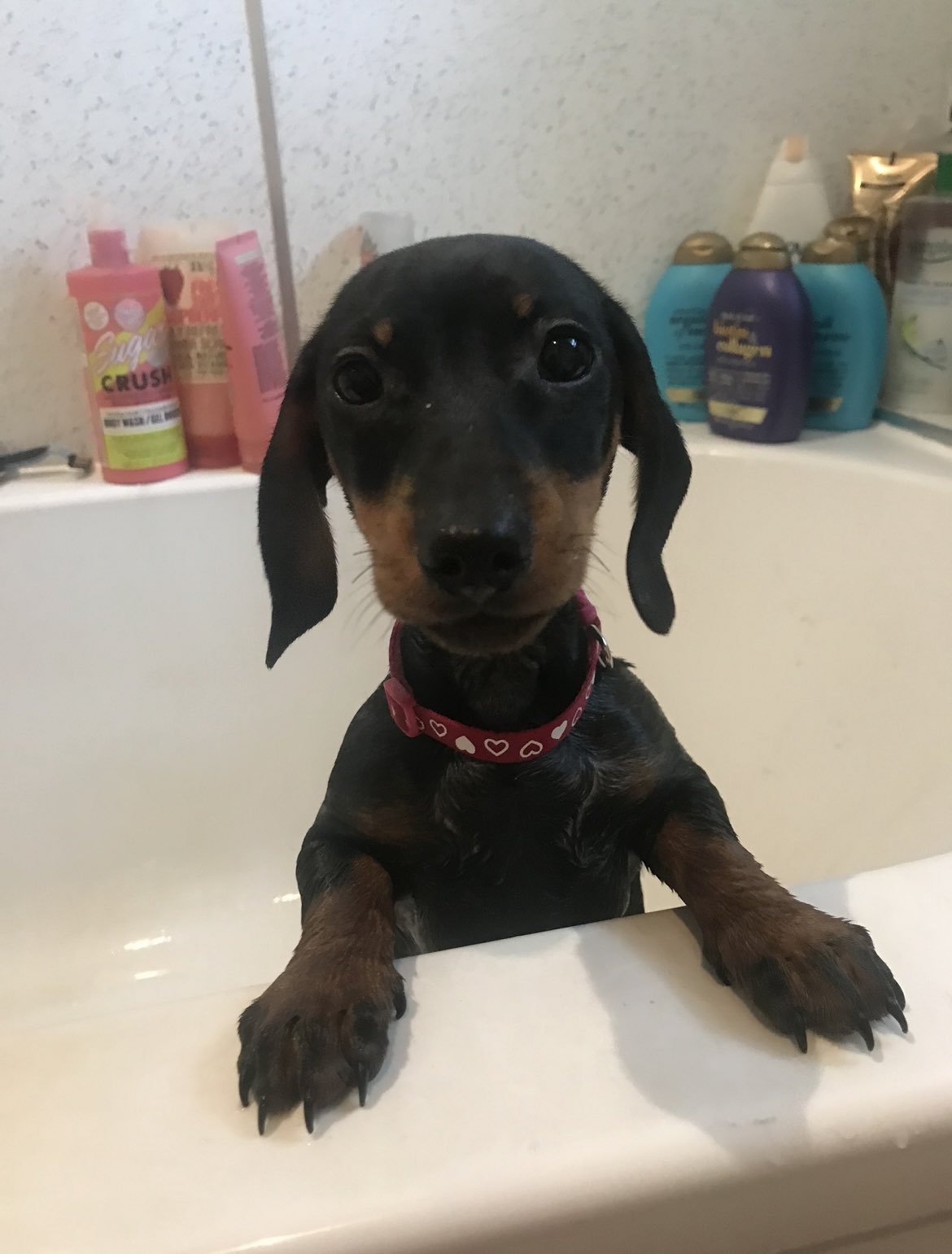 𝐞𝐥𝐥𝐞 𝐡𝐮𝐥𝐥𝐚𝐧𝐝🫐 on Twitter "this has now turned into a sausage dog