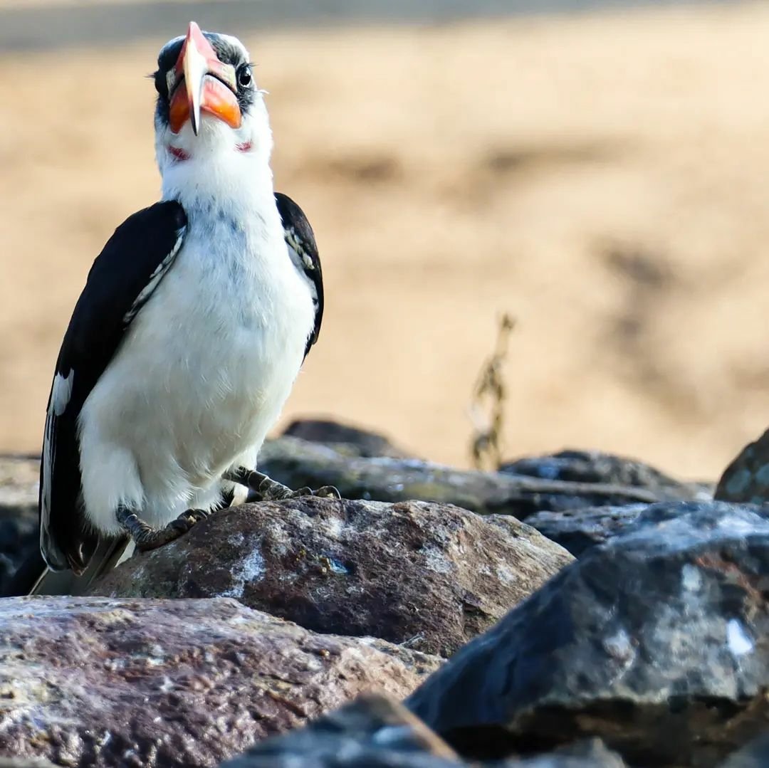 Von der Decken hornbills favour the open bush and scrubby woodlands of dry savanna and arid steppe

📷 @brian_did 

#vonderdeckenshornbill #hornbill #hornbills #bird #birds #birdwatching #birder #ornithology #birdphotography #birdwatchingdestination #birdwatchingsafari #birdfacts