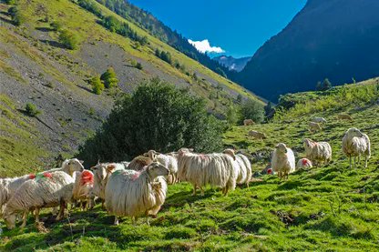 oihanttoa's tweet photo. Tu fais quoi toi aujourd'hui à 14h?
Moi je vais écouter les bergers à #Tardets en #Soule
#Atharratze #Xibero #EuskalHerria https://t.co/3KTbl6nx4x @mathieuvidard https://t.co/kHrcX5fTc9