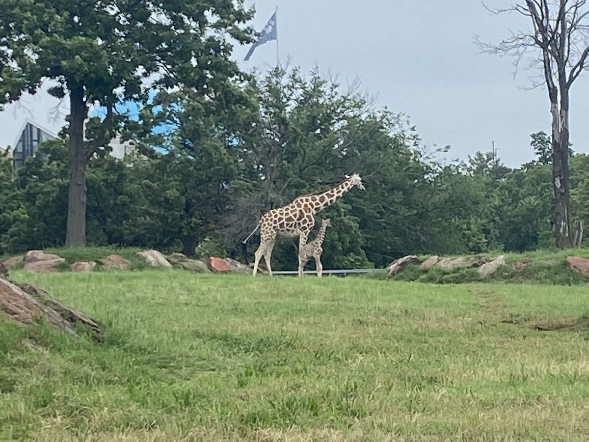 If you are looking for a #postdoc in #AnimalBehavior at an amazing zoo (w/ opportunity for field-based work too), I cannot recommend this one more 😄 ! <a href="/okczoo/">Oklahoma City Zoo and Botanical Garden</a> #ZooResearch #Conservation governmentjobs.com/careers/okczoo…