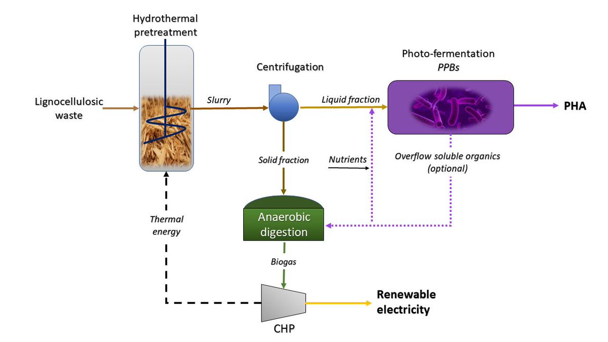 GCB_Bioenergy's tweet photo. Integrated sustainable process for polyhydroxyalkanoates production from lignocellulosic waste by purple phototrophic bacteria #PPB #purplepower #PPbella @urjc

#OpenAccess 👉🏾 https://t.co/TvVuiSzI7B https://t.co/EdOh113K0X