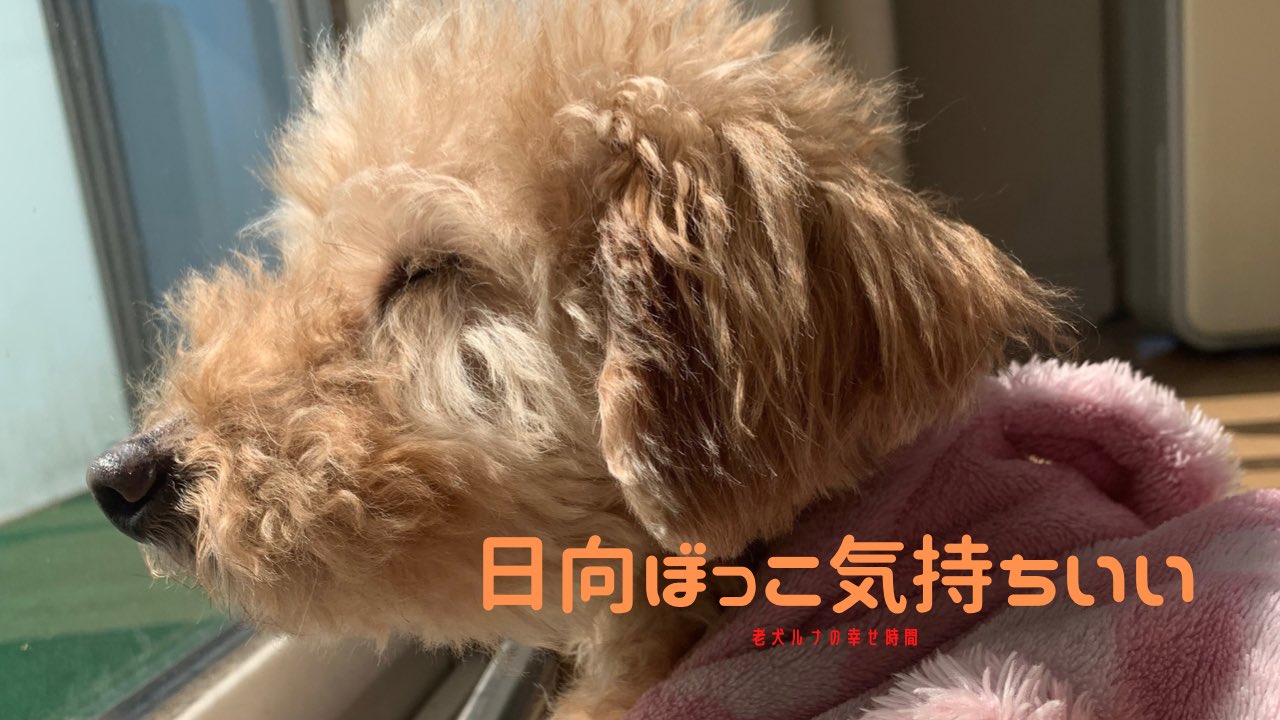 絶賛更新中 トププchannel 老犬 日向ぼっこ 気持ちいい トイプードル 犬好きさんと仲良くしたい Animal T Co 6xooav0j2u Twitter