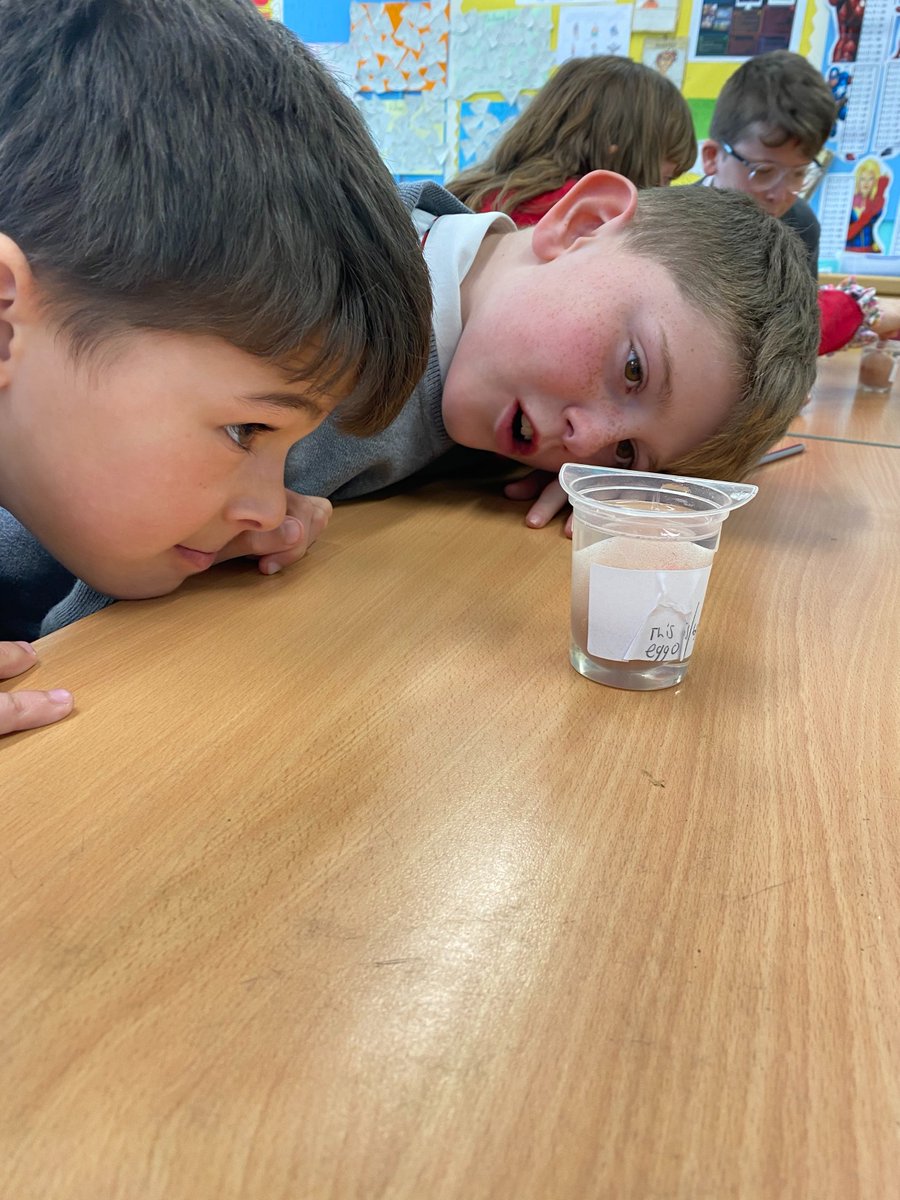 Carolside_PS's tweet photo. Here are some great pictures of P6c having a ‘cracking’ time with their dissolving egg experiment. They also made loads of great predictions about the results! #CPSSTEM #BSW22 #ERSTEM https://t.co/A6iV8LkU2a