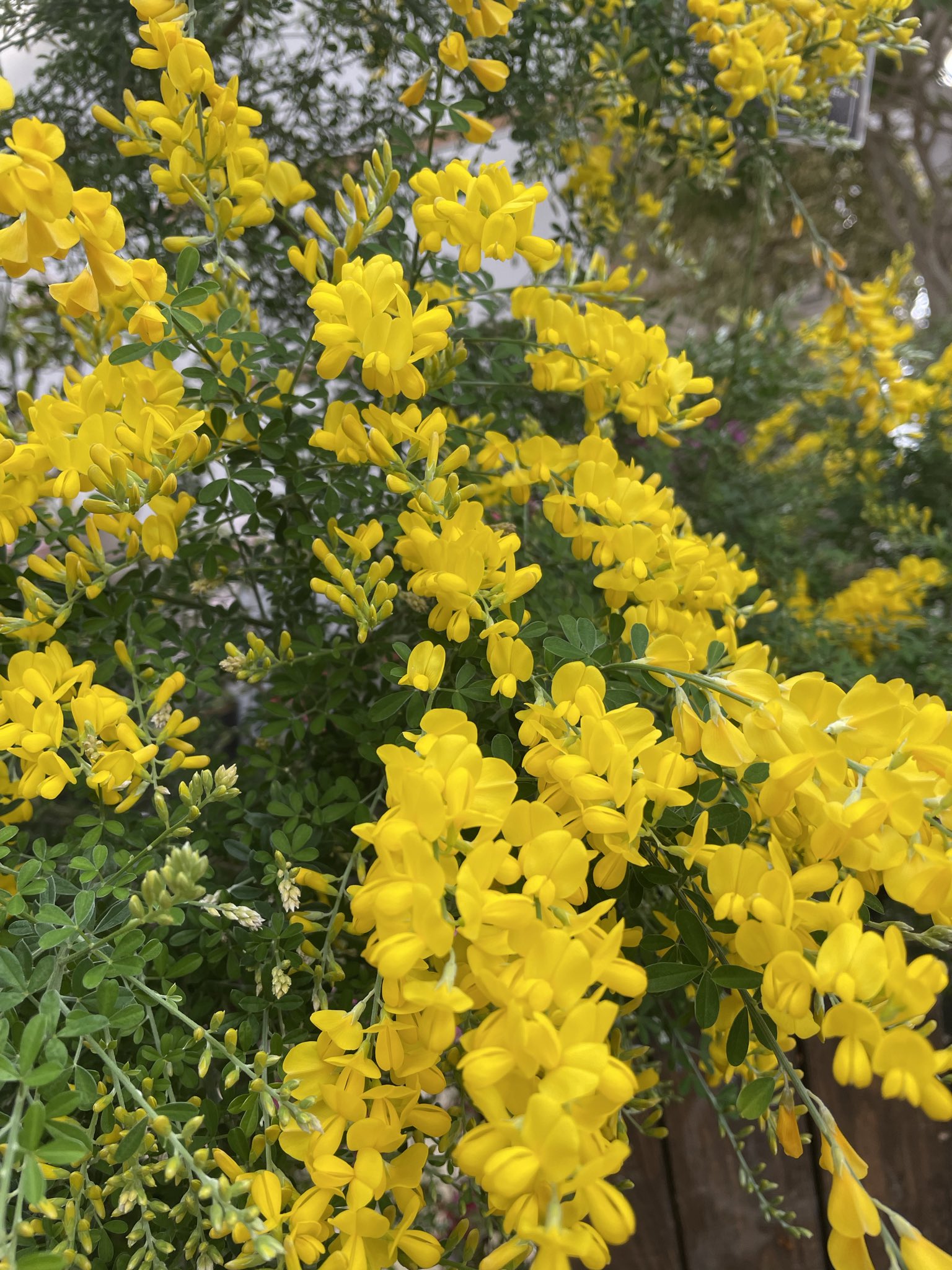 エニシダ Twitter Search Twitter