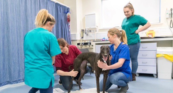 MSc/PGDip Veterinary Physiotherapy Open Day 
at Nottingham Vet School, Sutton Bonington Campus

Join us on Saturday 23 April for our in-person Vet Physio MSc/PGDip Open Day: 10.30am

Learn more and reserve your place here: bit.ly/3JjZqrx