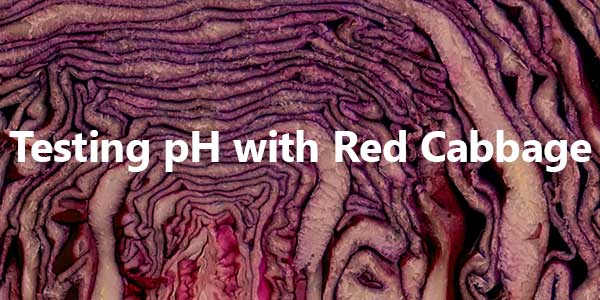 FIU_Forensics's tweet image. So, it may not be as tasty as colcannon 🍀, but we think this home-made #pHtest using #cabbage is a fun #StPatricksDay #STEM activity! Learn how here (and get even more #free resources) shop.nfstc.org/printables/