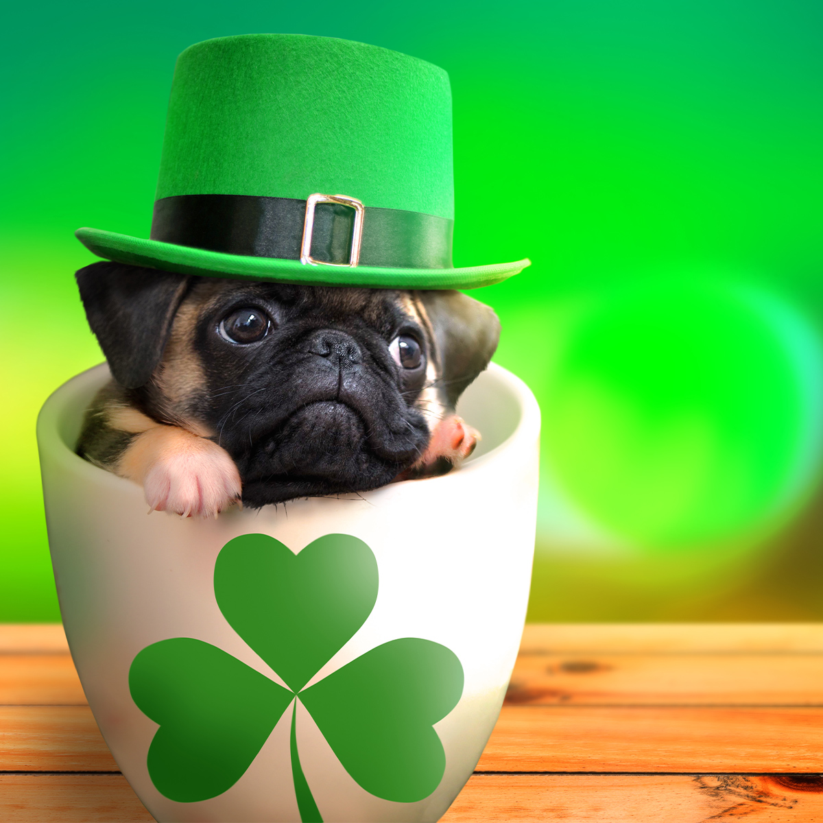 Happy St. Patrick's from the Web Marketing Pros Leprechauns!