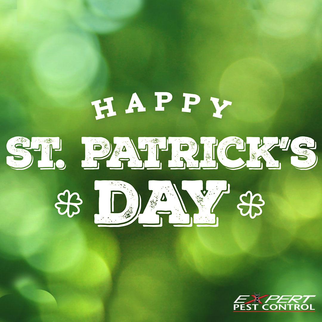 ExpertPestC's tweet photo. Raise a glass to the patron saint of Ireland today! #stpatricksday #ireland #saintpatrick ☘️ https://t.co/AKphuicxO5