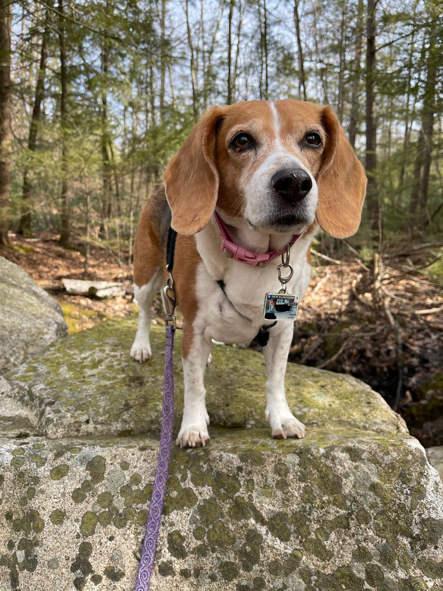 RedDogPetCare's tweet photo. With this wonderful warm weather, Chloe here, would like to remind you that ticks are out. Please remember to check both yourself and your pets after time spent outside.

#doggo #dog #petsitting #dogwalking #dogwalker #pupper #furryfriend #happydog #dogsofinstagram #reddogpetcare https://t.co/OQHUtFrIHX