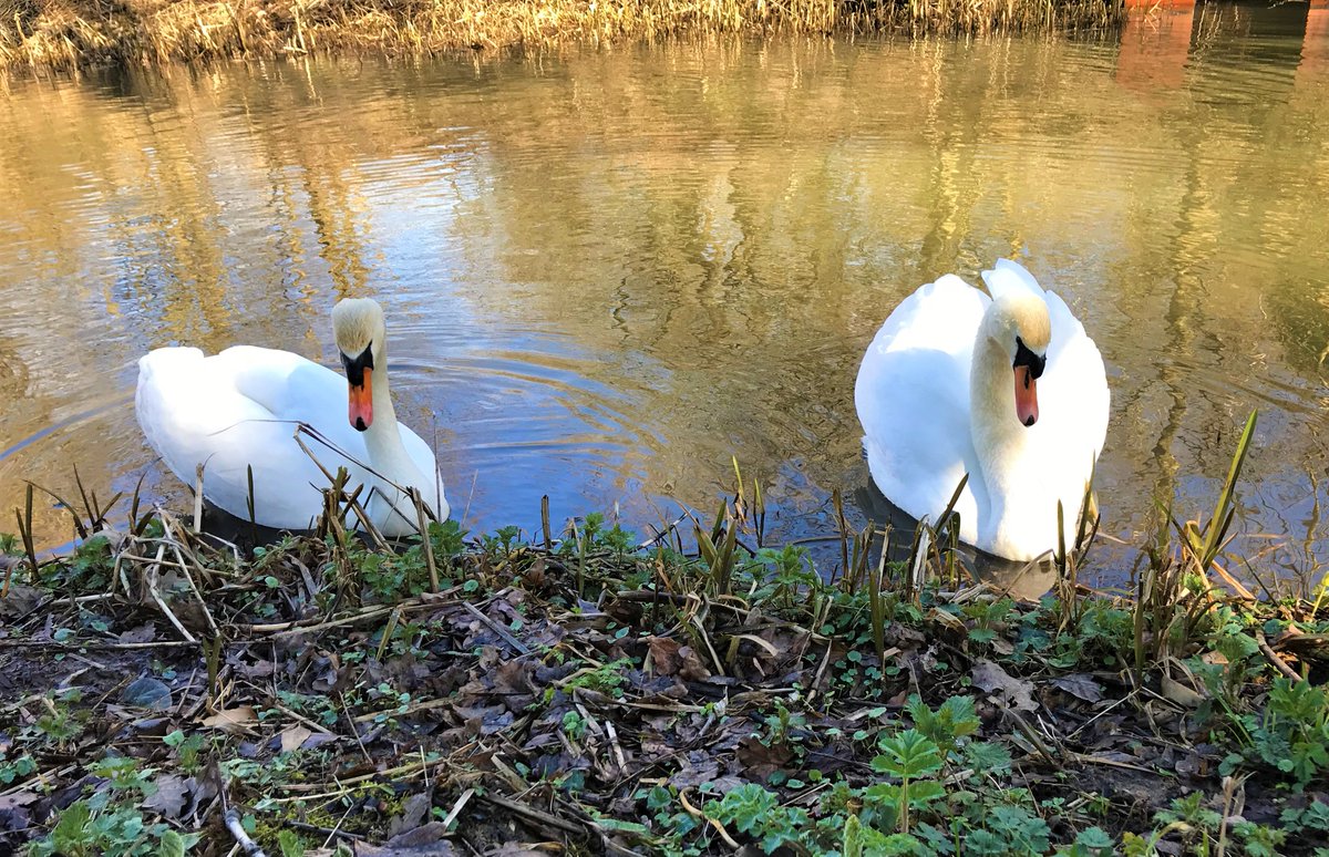 robinhoodtower's tweet photo. Mid-March on the #Cromfordcanal close to #Robinhoodtower. These two #swans have made their nest South of #Whatstandwell station for many years; but they've spent much of the last few weeks around #Leashaw bridge and #Gregorytunnel. We'll soon find out what they have in mind. https://t.co/OOXbV2gPMw