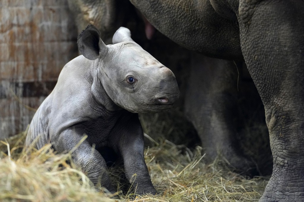 nypost's tweet photo. Endangered rhino born in Czech zoo, named Kyiv https://t.co/jrL7zJad0q https://t.co/bmah288M0U