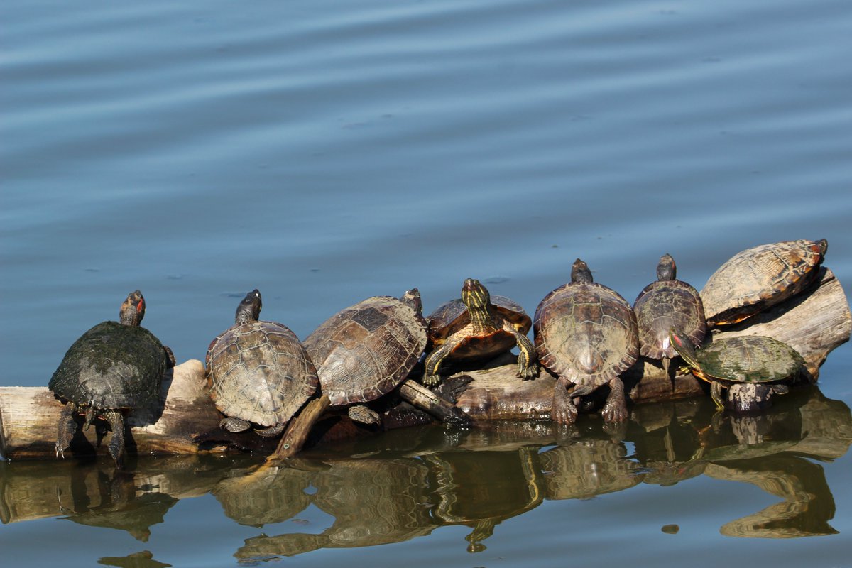 CJGERVAIS's tweet photo. Take a break, go outside to explore beauty of Nature. John Heinz National Wildlife Refuge, first urban refuge in the country. @USFWS @USFWSRefuges Photo credit: @CJGERVAIS | Meet wildlife filmmakers &amp; photographers in #NYC at the 2022 @WCFF_org  this October 13-23 @cinema_village https://t.co/MJ6hoVzB0m