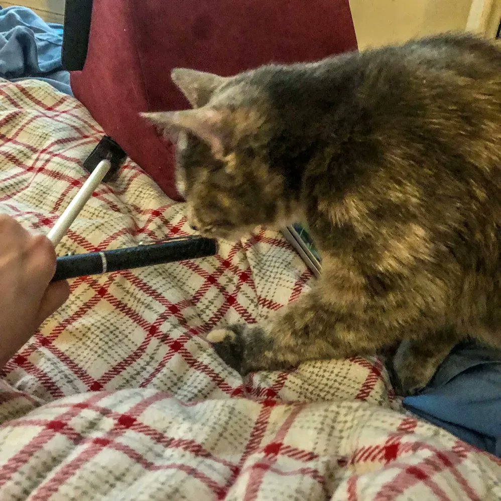 WayofCats's tweet photo. Rhiannon loves my Apple Pencil. Here, she asks to play with Pencil, and I give her the laser pointer instead. Now she can play with it to ask me to make it go. I have a toy to play Yours and Mine.
#HumanTraining #CatTraining #KittenRaising #YoursandMine https://t.co/njcWbgoN7U
