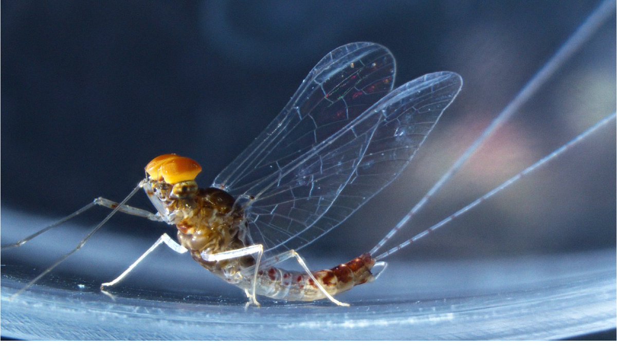 Really happy to receive a #ERCCoG from @ERC_Research for 'mayFLYeye' in which we will study the genetic basis of morphological novelties that helped insects' conquest of the skies with our favourite animals: #mayflies at @GeneticsUB and @IRBioUB 
#evodevo