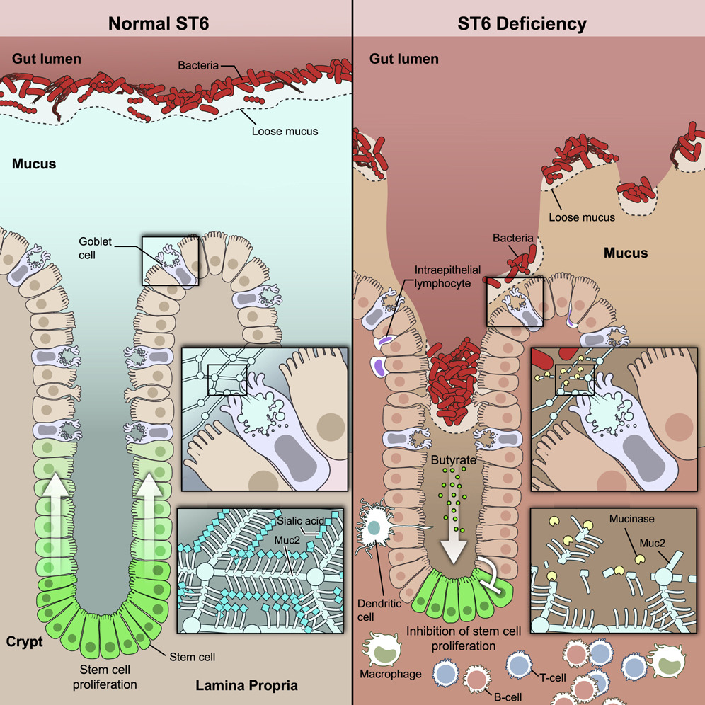Mucus sialylation determines intestinal host-commensal homeostasis || Happy to have played a small role in this very neat #glycotime story! Congrats to all involved 🥳🥳sciencedirect.com/science/articl…