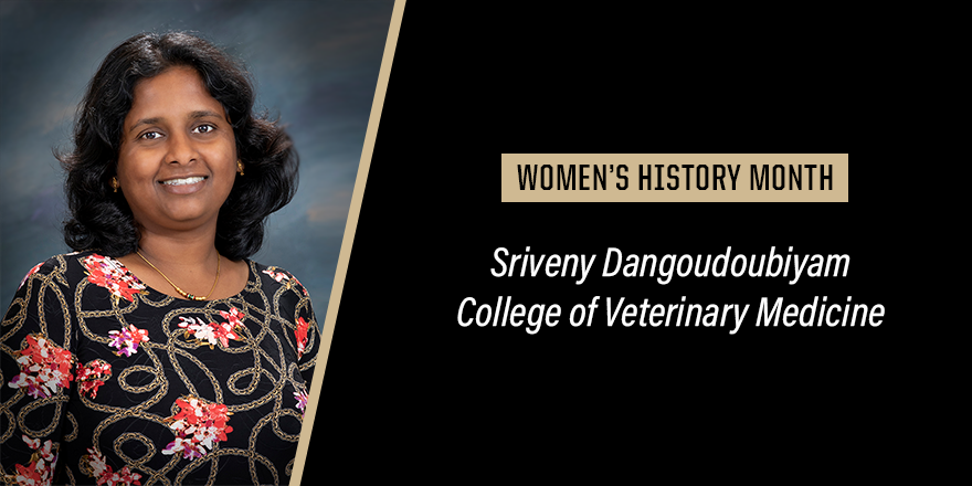 Research at Purdue (@research_purdue) on Twitter photo Sriveny Dangoudoubiyam's research in <a href="/pucvm/">Purdue Veterinary Medicine</a> focuses on parasitology. Not only is she a board certified veterinary parasitologist, but she is also a leading voice internationally on the subject. #WomensHistoryMonth Sriveny Dangoudoubiyam's research in <a href="/pucvm/">Purdue Veterinary Medicine</a> focuses on parasitology. Not only is she a board certified veterinary parasitologist, but she is also a leading voice internationally on the subject. #WomensHistoryMonth