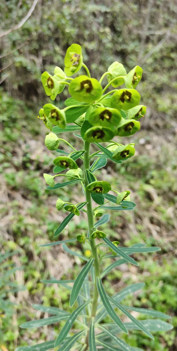 Euphorbia characias es un arbusto herbáceo que puede alcanzar el metro de altura. Especie mediterránea que se adapta bien al clima seco, en Oriente Medio se lleva una rama para purificar la casa después de un nacimiento.