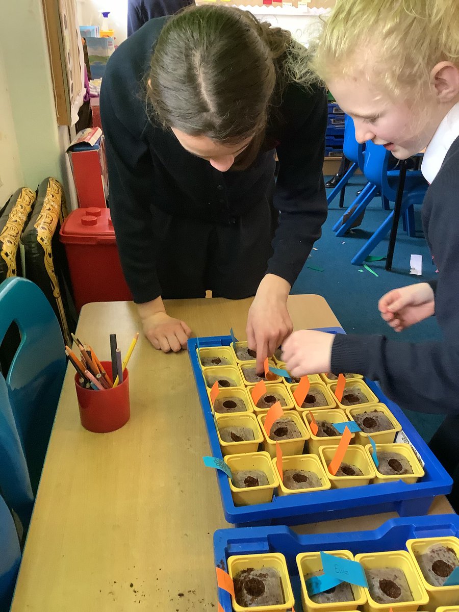 MrsMalcolmStAug's tweet photo. Year 6 also planted sunflowers todayπ» I wonder who will grow the tallest sunflowerβ¦ #staugscience https://t.co/gV7l3cq3Dy
