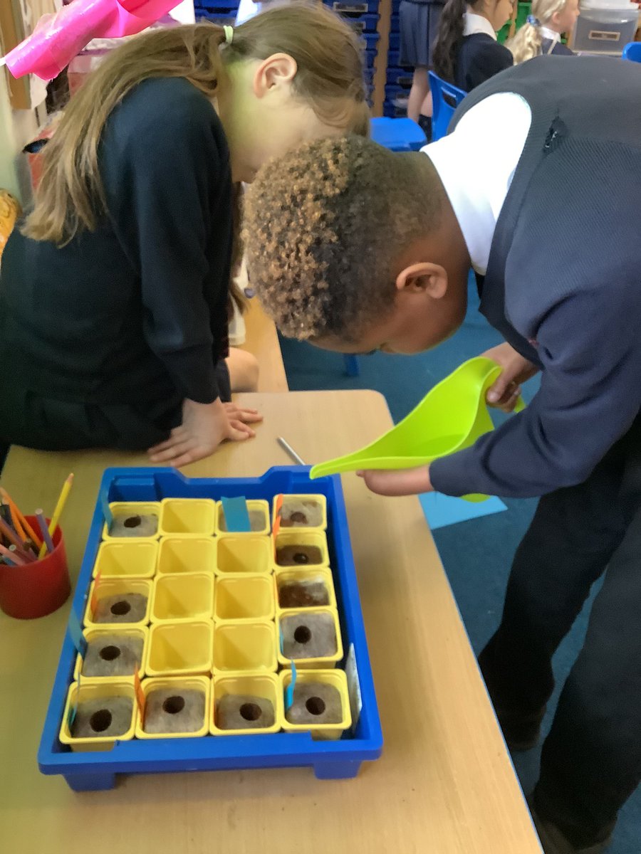 MrsMalcolmStAug's tweet photo. Year 6 also planted sunflowers todayπ» I wonder who will grow the tallest sunflowerβ¦ #staugscience https://t.co/gV7l3cq3Dy