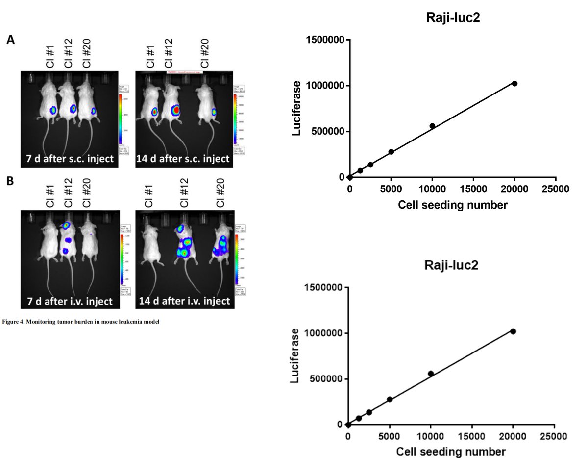 Kyinno_com's tweet photo. #StableCellLine We constructed a variety #Luc2 luciferase overexpression reporter cell lines and PDX models for in vitro drug screening/in vivo efficiency study. The customized vector transfection by electroporation method can be another option except lentivirus vector by Kinno. https://t.co/QXOAqrYlBc