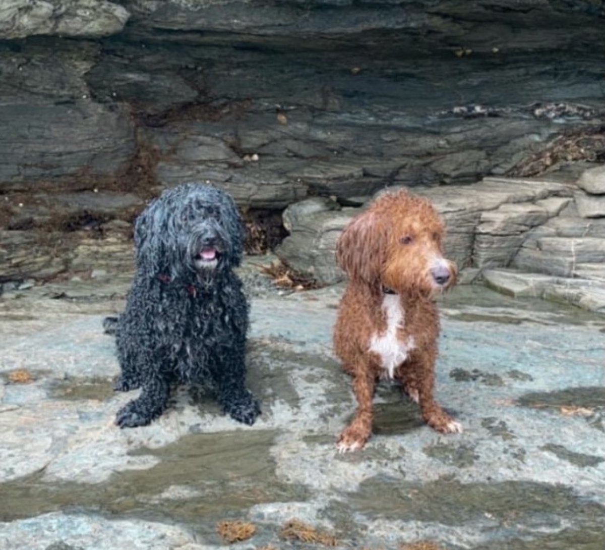 SidtheSod2's tweet photo. On my holidays in Anglesey with my nana and best buddy https://t.co/x1kAn1VAo7