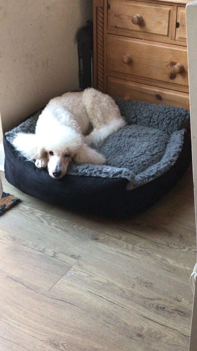 amy_d87's tweet photo. @BronteGlen I bought the senior dog bed for my old lady at crufts and she has barely left it since it arrived! Best dog bed I’ve ever bought… and we’ve had A LOT! Arrived super fast too. Excellent 👌🏻 thank you x https://t.co/pJBM8UagTf