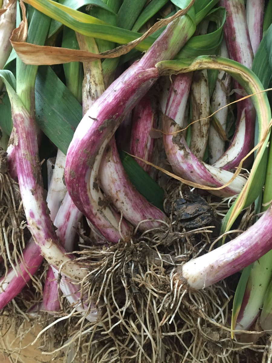 AilDeCadours's tweet photo. Reconnaissez-vous ce #produit… juste ramassé et emblématique du #sudouest ???
C’est l’#aillet …
Une jeune pousse d’ail au #goût délicat légèrement épicé que l’on achète le plus souvent en botte!!! https://t.co/lIcoxWcD42