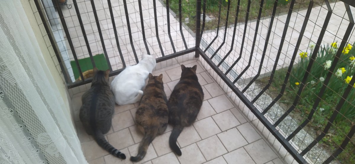 _Darth_Mark_'s tweet photo. Altri intrusi avvistati 😼🐥😸
#4gattie1stupidoumano
#nerditudine
#catsecurity https://t.co/PAEB1H56Af